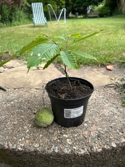 Photo of free Sweet chestnut sapling (Sanderstead) #1