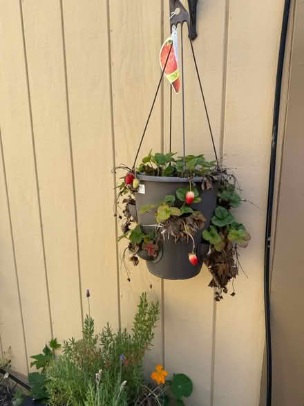 Photo of free Strawberry plants (Alameda) (West side) #2