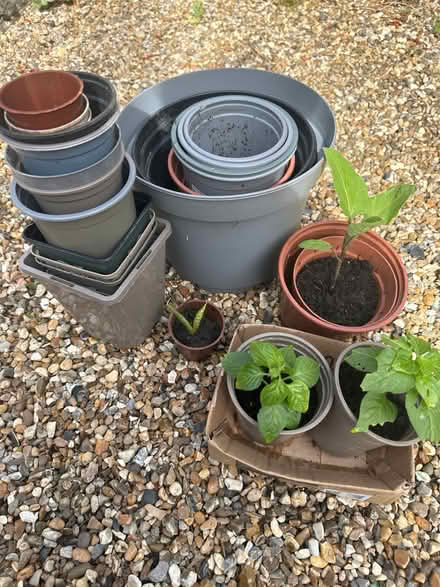 Photo of free Plant pots/Chilli plants/aubergene (CO4 9 Colchester) #1