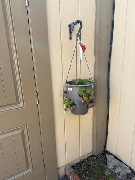 Photo of free Strawberry plants (Alameda) (West side) #1