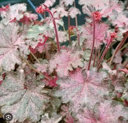 Photo of free Heuchera Frost Hardy Plant in Pot (Newburgh WN8) #1