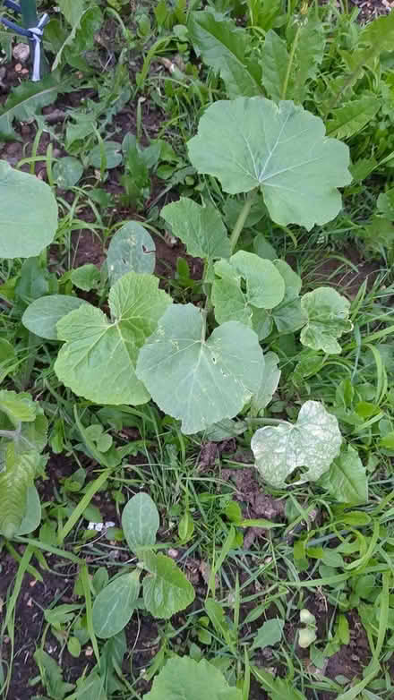 Photo of free Halloween pumpkin plants (Br6) #1