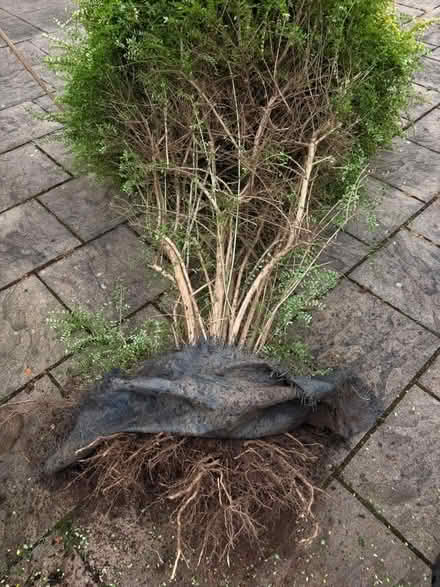 Photo of free Shrub (Dronfield Woodhouse S18) #2