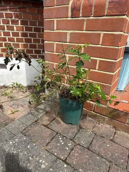 Photo of free Holly plants (Sanderstead) #1