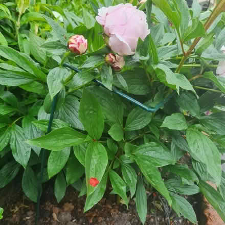 Photo of Plant Prop Support (Morda SY10) #2