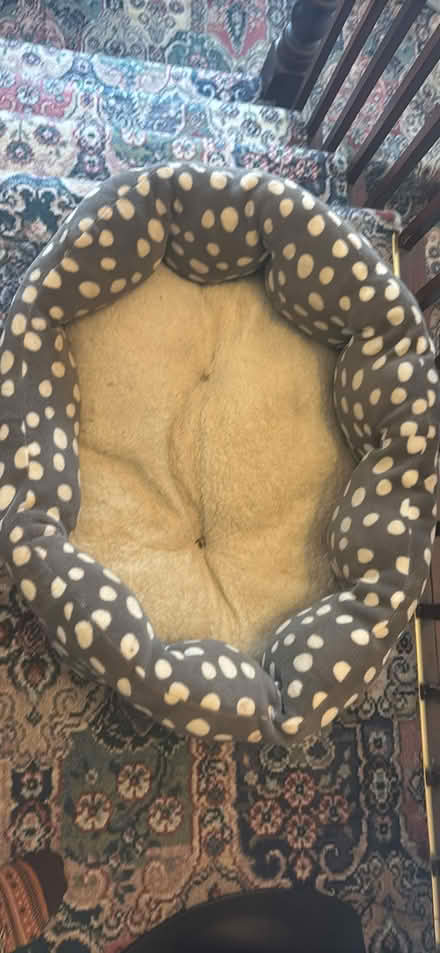 Photo of free Dog bed (Ca15) #1