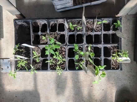 Photo of free small tomato seedlings (Ann Arbor near Hillside Terr.) #1