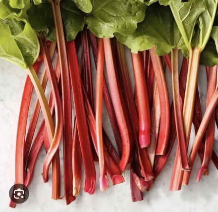 Photo of Rhubarb stalks (Dartmouth) #1