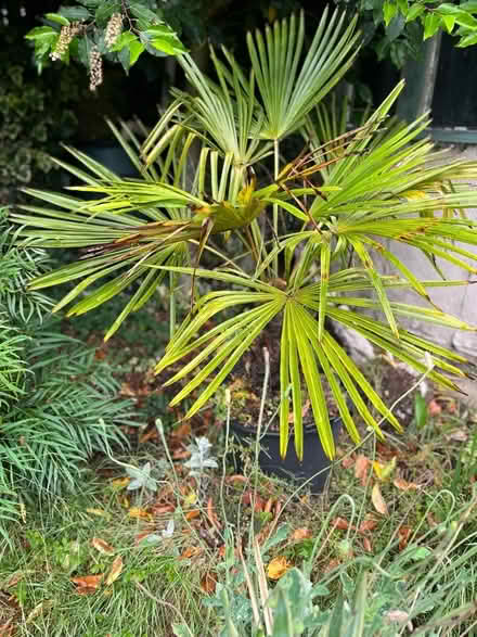 Photo of free Trachycarpus in black tub (Hoddesdon EN11) #2