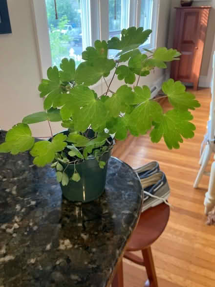 Photo of free Native Columbine (Havertown) #1