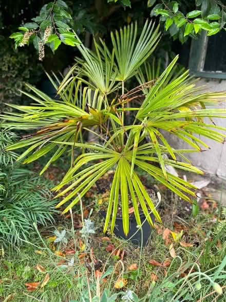 Photo of free Trachycarpus in black tub (Hoddesdon EN11) #1
