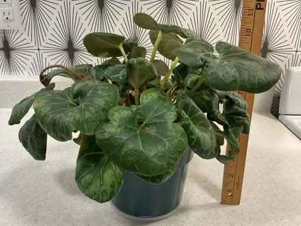 Photo of free Cyclamen seeks better exposure (Dow’s Lake) #1