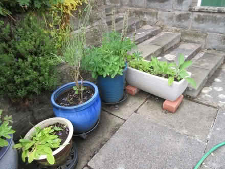 Photo of free Garden pots (Oswestry SY11) #1