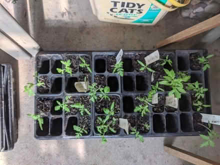 Photo of free small tomato seedlings (Ann Arbor near Hillside Terr.) #2