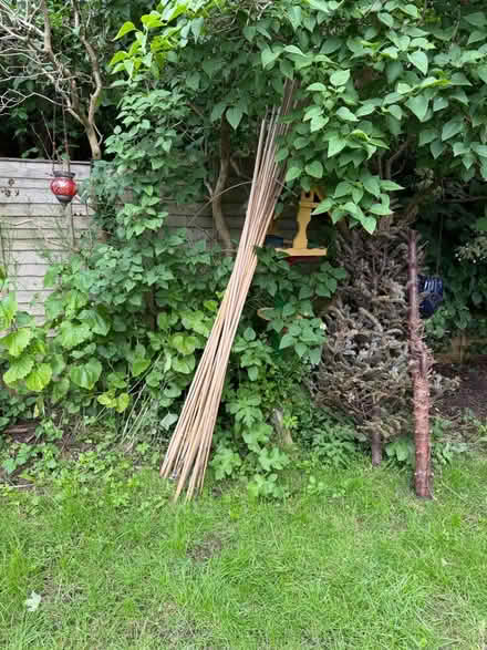 Photo of free Tall bamboo supports for garden (Durham DH1) #1