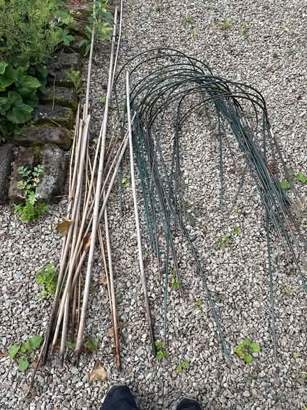 Photo of free Bamboo and stays for planting (Rathgar) #1