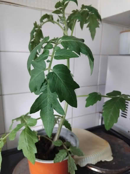 Photo of free Tomato plant (Middleton M24) #1