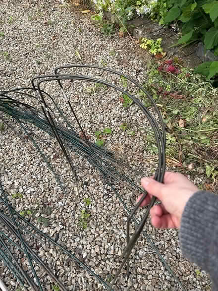 Photo of free Bamboo and stays for planting (Rathgar) #3