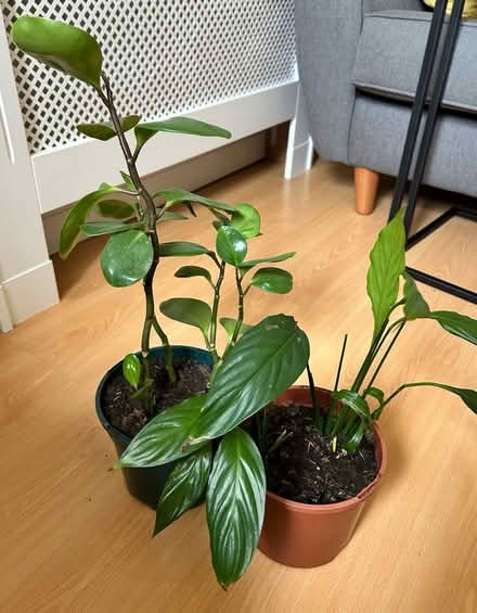 Photo of free Two plants and planter stands (Halewood L26) #1
