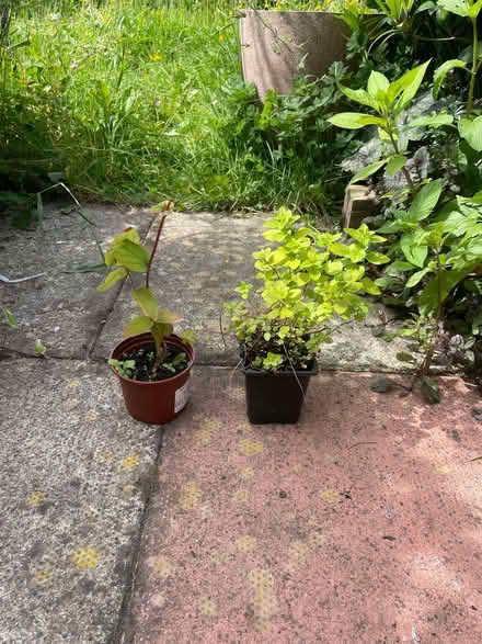 Photo of free Garden plants (Morecambe LA4) #1