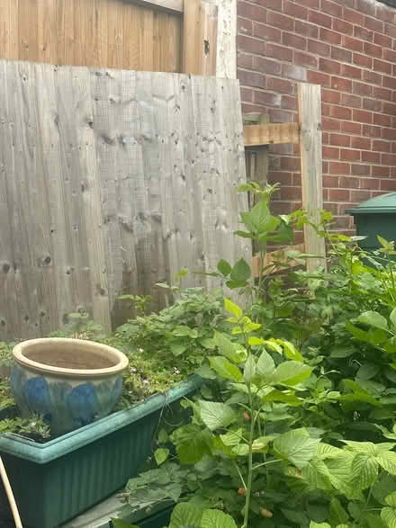 Photo of free feathered boards plus angle woids (Upper Norwood SE19) #2