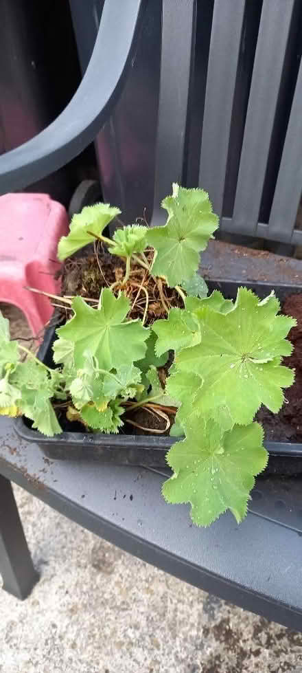 Photo of free Ladies mantle plants (Harrogate HG2) #1