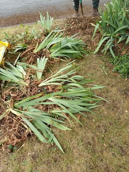 Photo of free Iris plants/corms - all (Felden HP3) #1