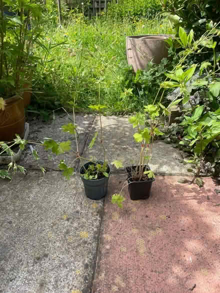 Photo of free Garden plants (Morecambe LA4) #3