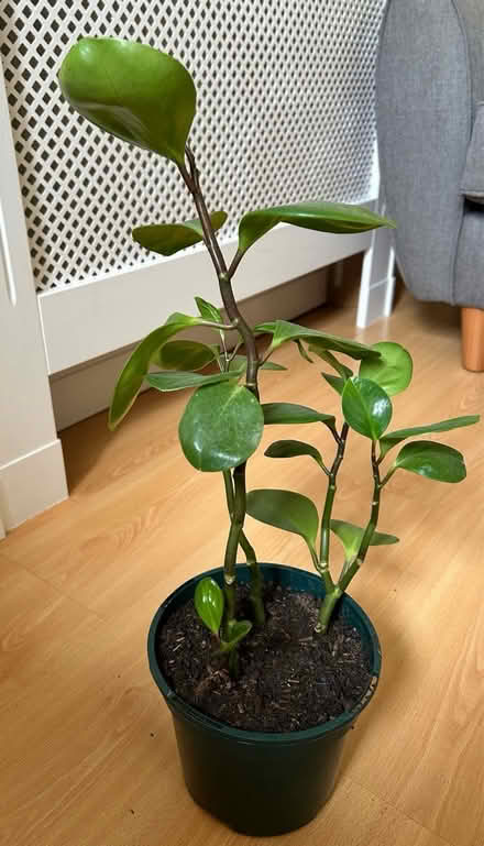 Photo of free Two plants and planter stands (Halewood L26) #3