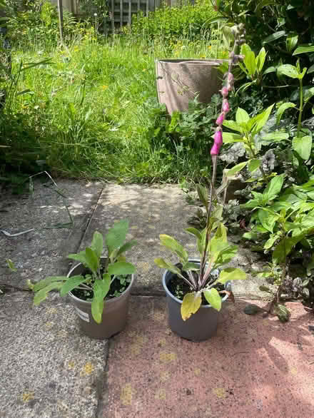 Photo of free Garden plants (Morecambe LA4) #2