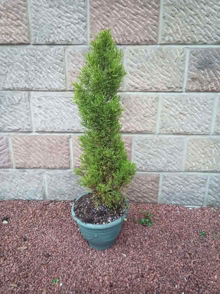 Photo of free Goldcrest Monterey Cypress (Cromford DE4) #1