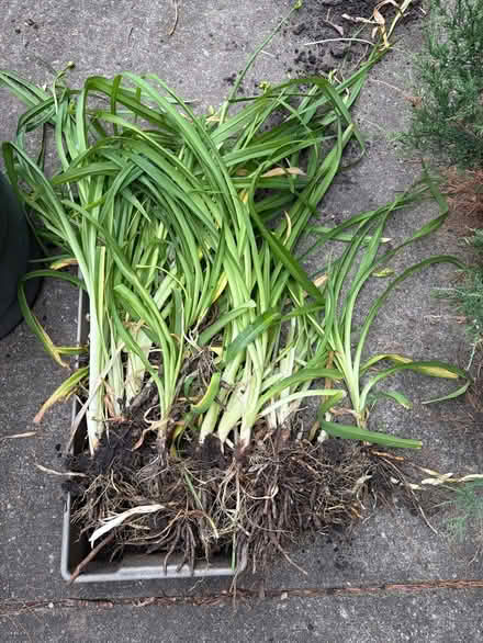 Photo of free Lots and lots of orange dayliliies (Roselle, Il) #1