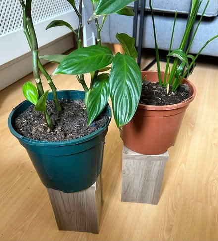Photo of free Two plants and planter stands (Halewood L26) #2