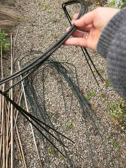 Photo of free Bamboo and stays for planting (Rathgar) #2