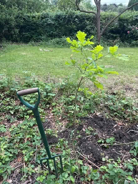Photo of free Oak sapling (Sanderstead) #1
