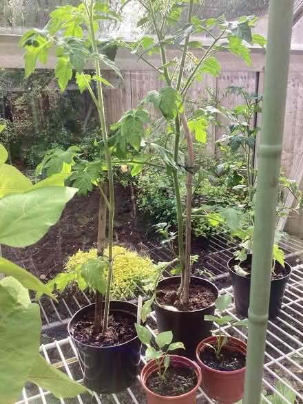 Photo of free Surplus plants (New Normanton DE23) #1