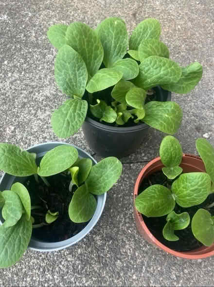 Photo of free Approximately 20 pumpkin plants now separated (Garston L19) #1