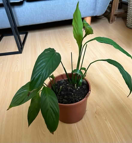 Photo of free Two plants and planter stands (Halewood L26) #4
