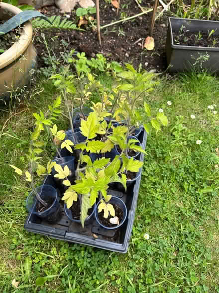 Photo of free Tomato Plants (Enfield EN1) #1