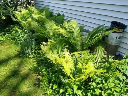 Photo of free Healthy Ferns (Livonia) #1
