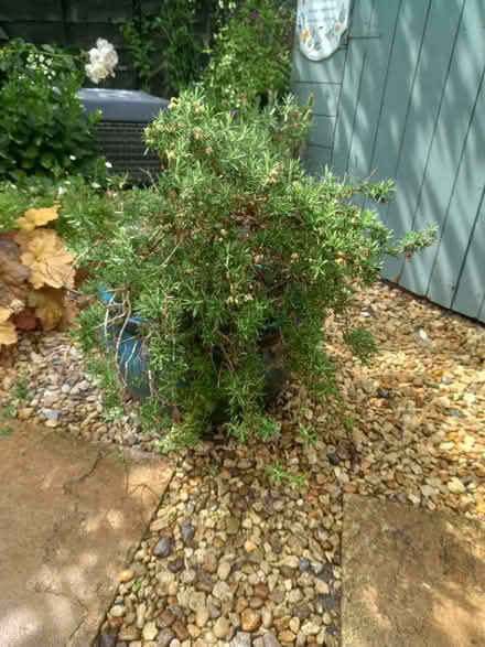 Photo of free Large ceramic pot with plant (Didcot OX11) #1
