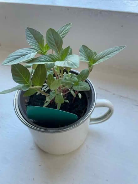 Photo of free Callaloo seedlings (Roehampton. SW15) #1