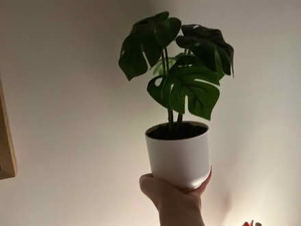 Photo of Small cute plant (5403 halfway Creek Road sc) #1