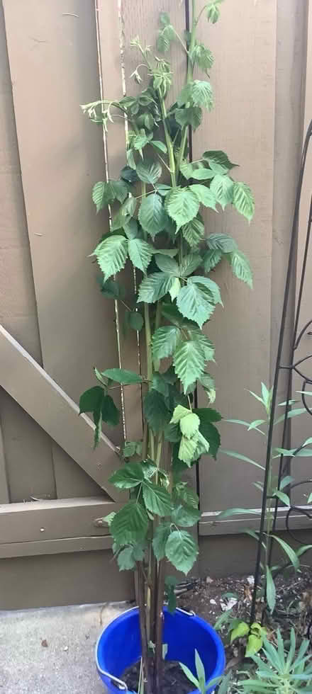 Photo of free Thornless Blackberry Canes (North Walnut Creek) #1