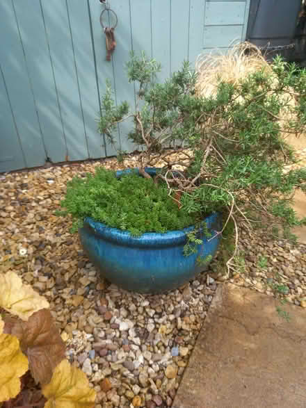 Photo of free Large ceramic pot with plant (Didcot OX11) #2