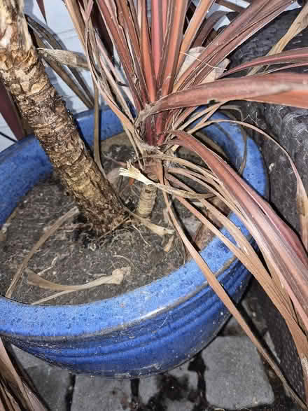 Photo of free Purple cordyline (Welshampton SY12) #2