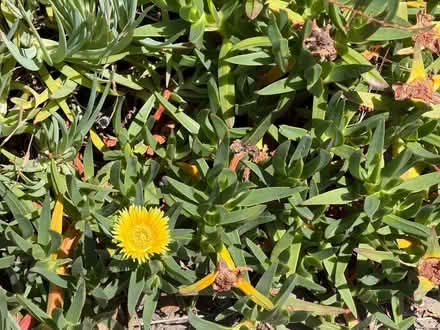 Photo of free Yellow flower Ice plants (Near De Anza College) #2