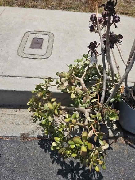 Photo of free Succulents plant and cuttings (Sevenhills) #1