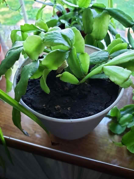 Photo of free Christmas Cactus in 4" pot (small) (Irondequoit near zoo.) #1