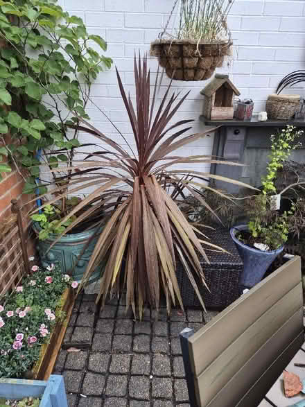 Photo of free Purple cordyline (Welshampton SY12) #1